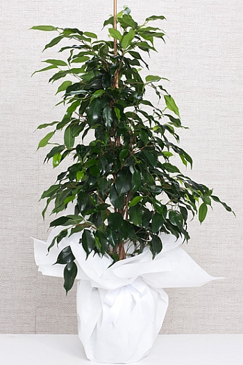 ficus benjamin